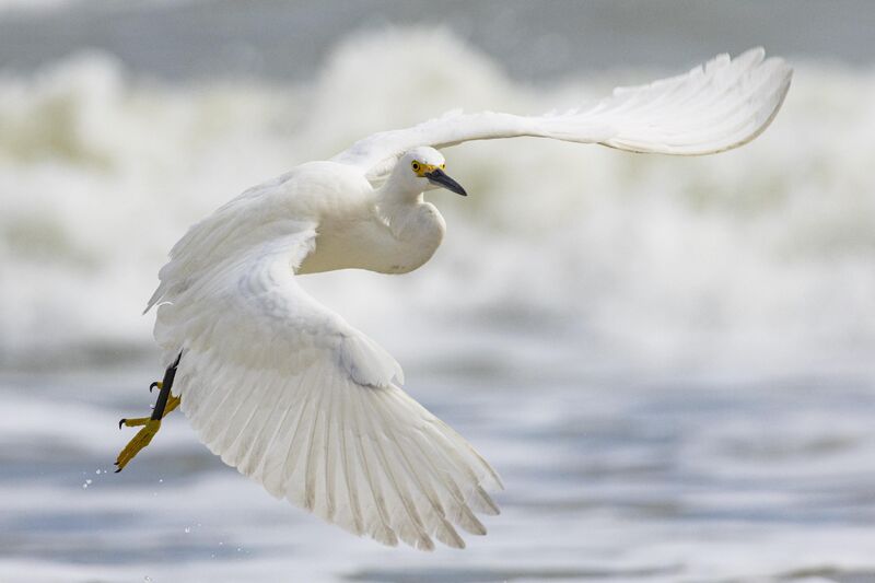 Snowy Egret