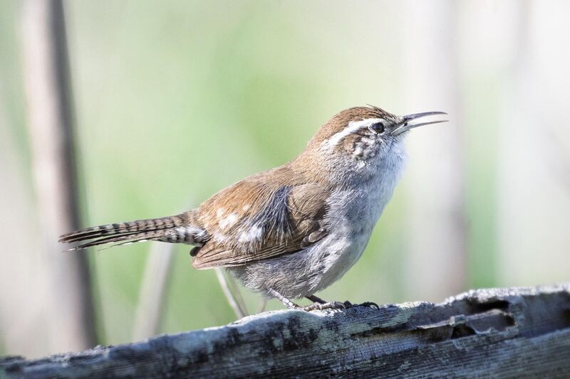 Bewick’s Wren