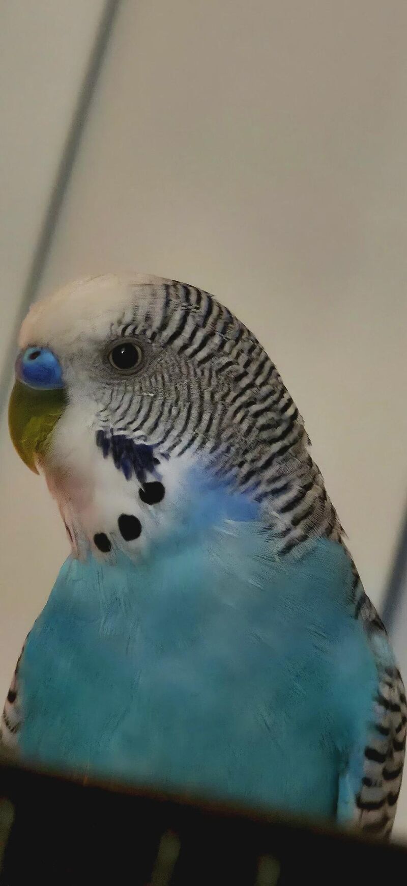 He may be tiny, but he runs this house like a full-time CEO