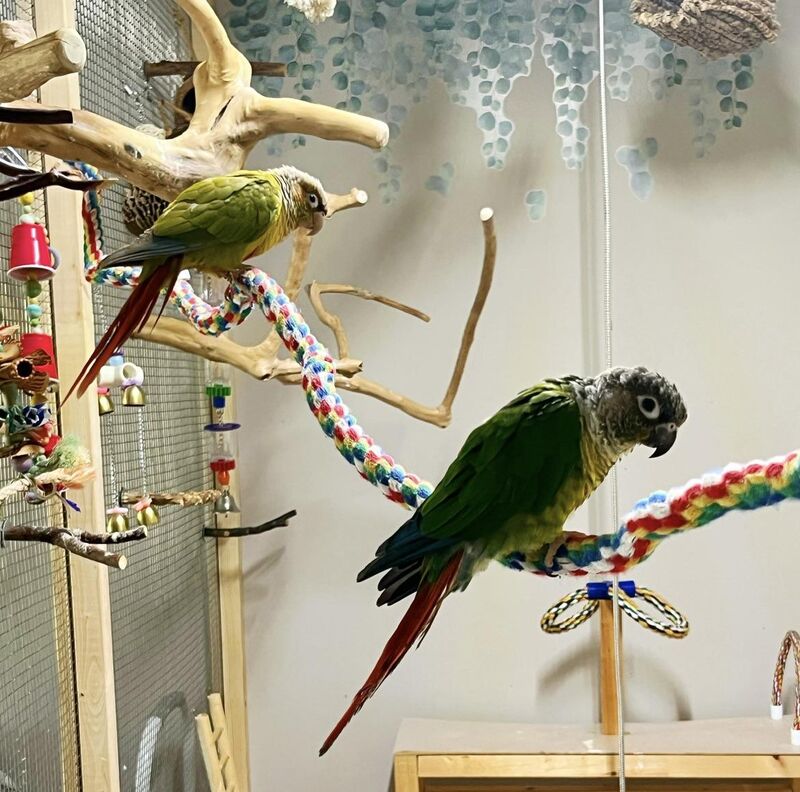 Reliable water bottle for parrots?