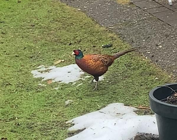 Had a visitor this morning