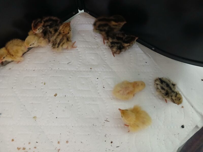 Is 150° heat panel to hot for quail chicks?