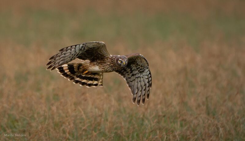 Hen Harrier on the hunt, Germany