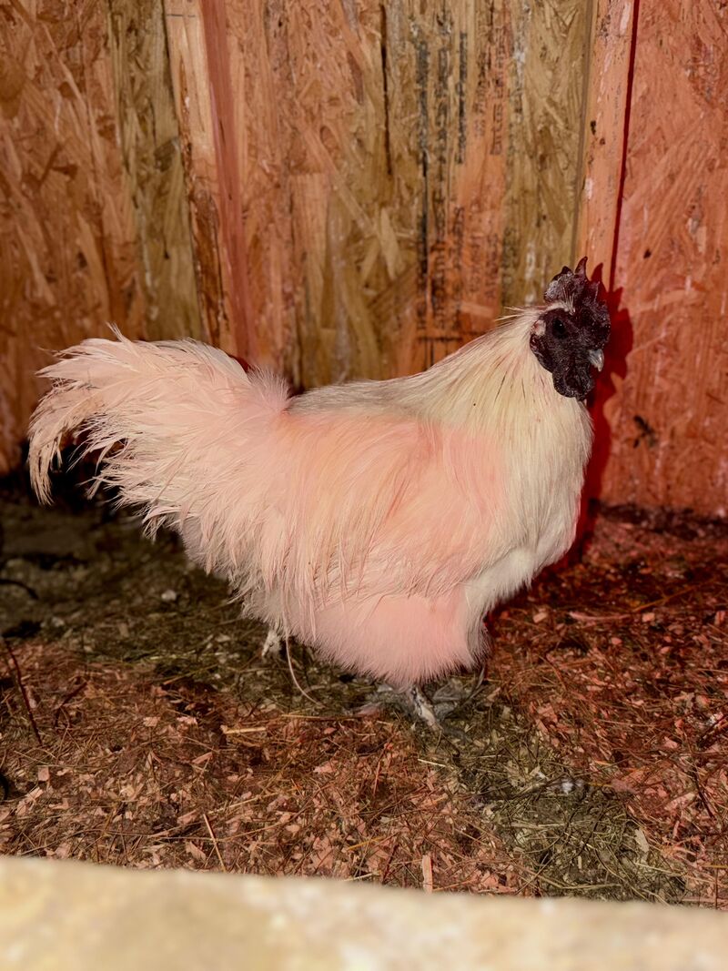 The Roo and friends I posted about going to get! I found out he had been abandoned on the side of the highway last winter. He needs to be cleaned up some and the frost bite on his comb needs some love, but it’s nothing we can’t fix