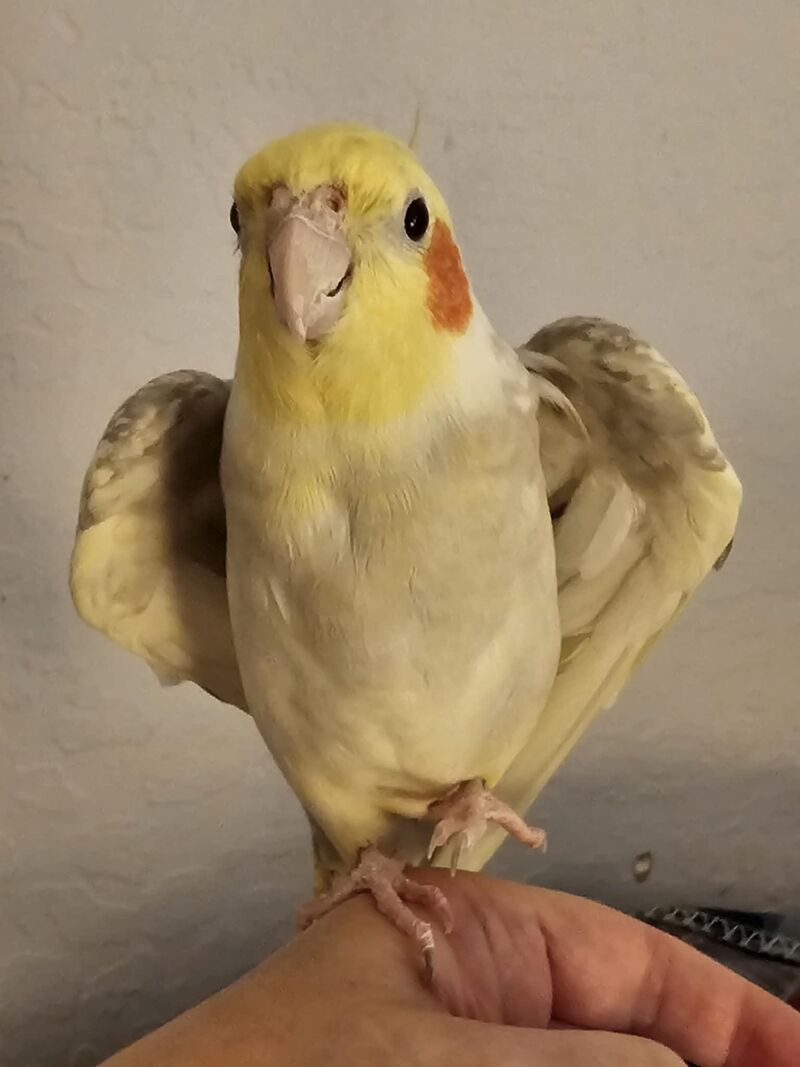 Heart wings and a hello!