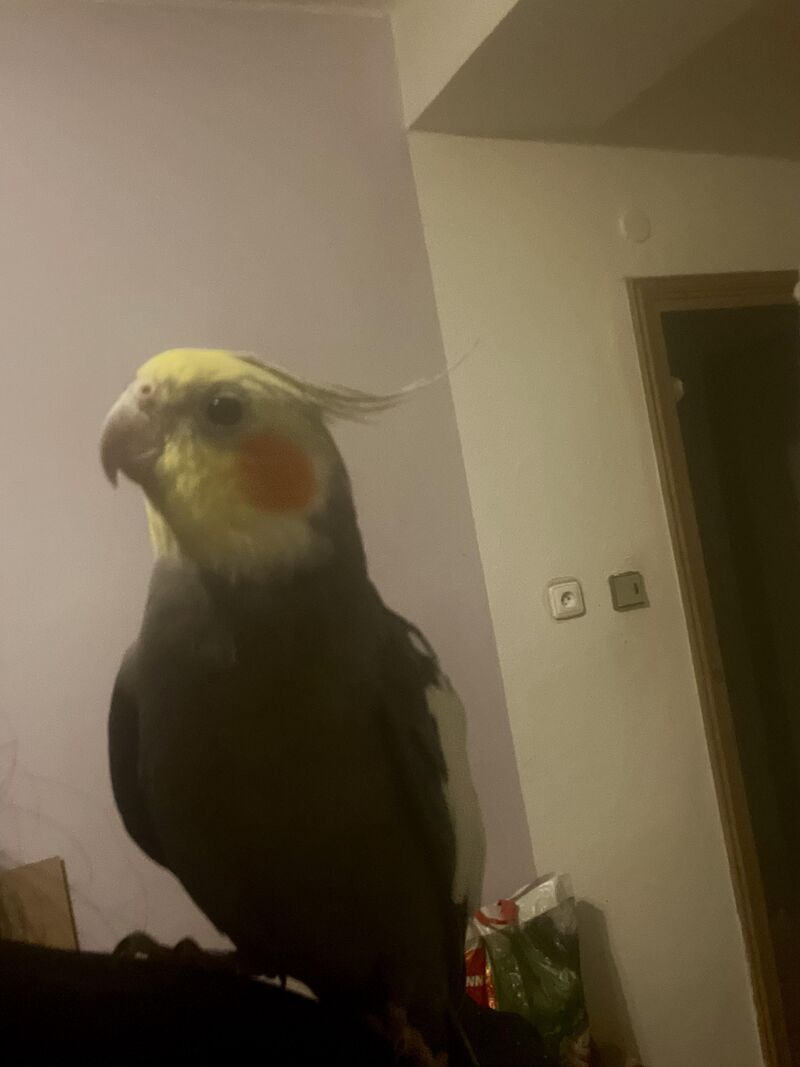 This is Pogo and he hates hands. Why?