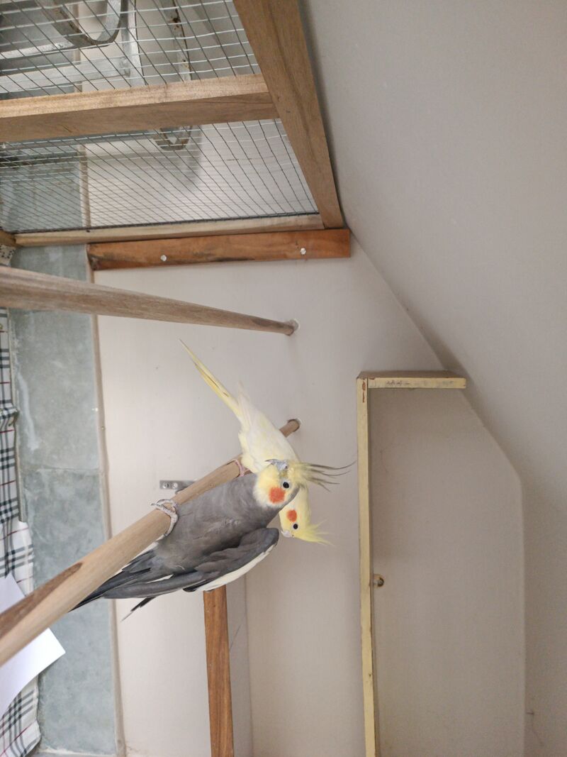 My babies! Meet Coco and Momo!!