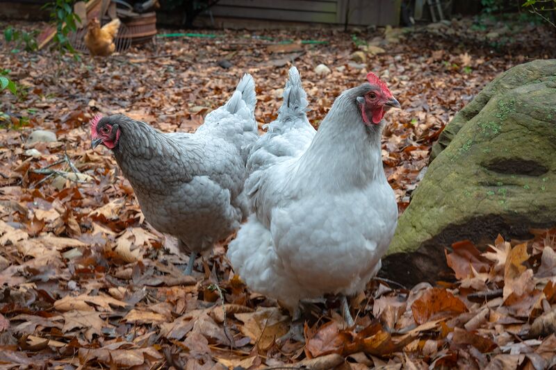 Band name for Sage and Bluebell? This feels like an album cover