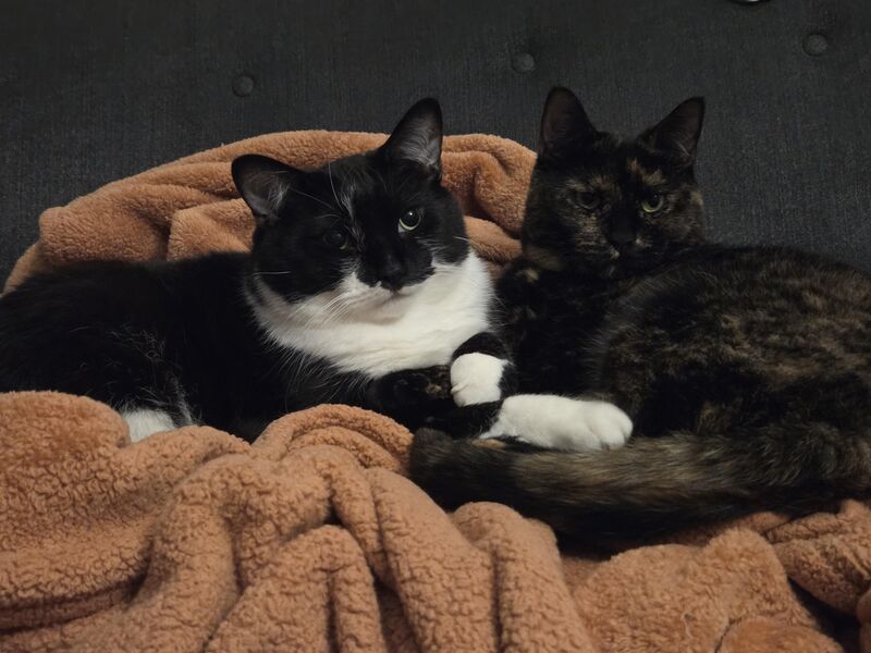 Good morning from Moog and Bitzu, the happiest couple around💖 Bitzu has a bell so Moogie can find her as he's blind🥹 They are inseparable