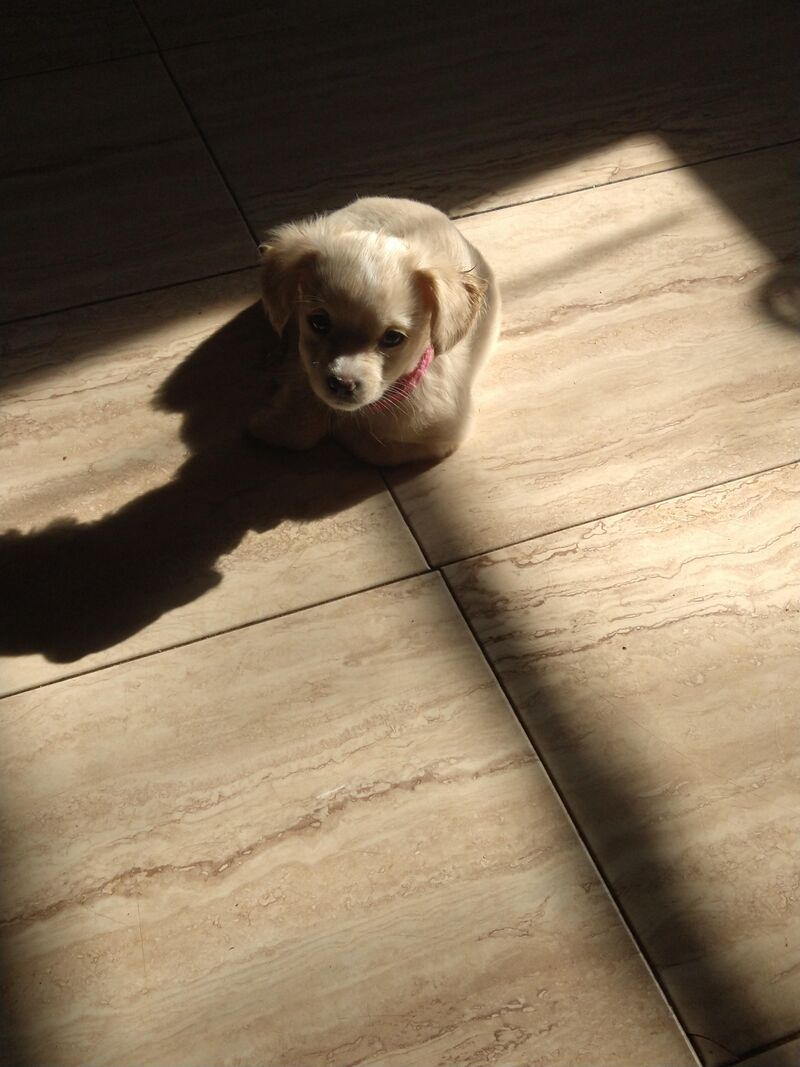 She loves to sit in areas where the window light comes in. 🌞