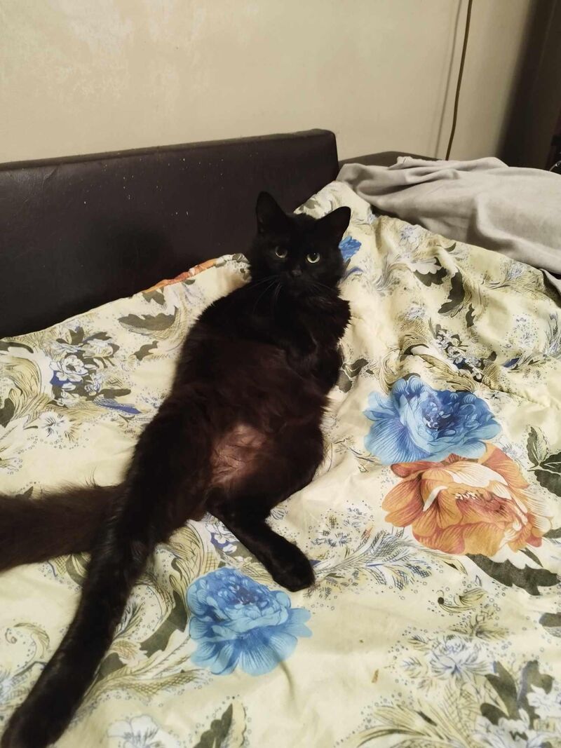 My cat is chilling on a whole new level