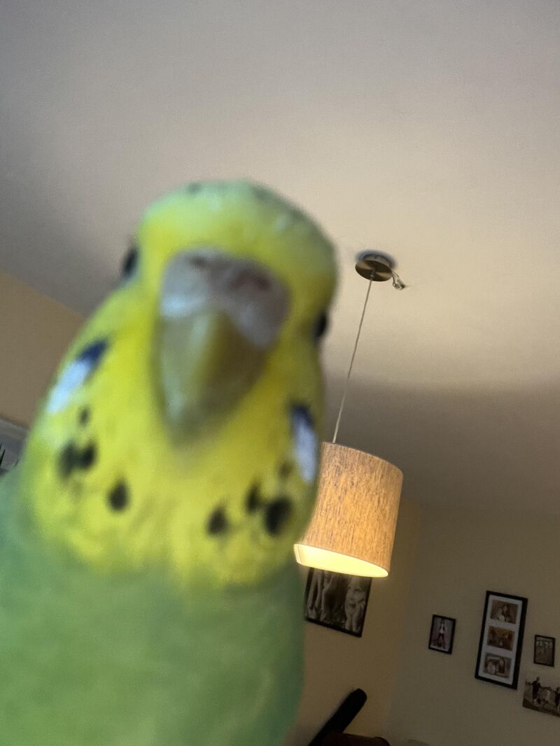 i showed u my seeds plz respond