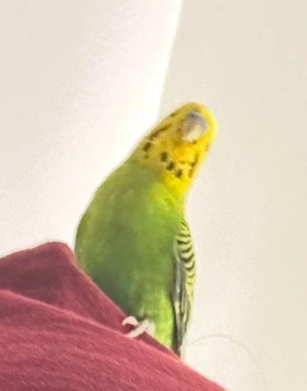 It’s with a heavy heart that I just say that Roadkill died this morning.