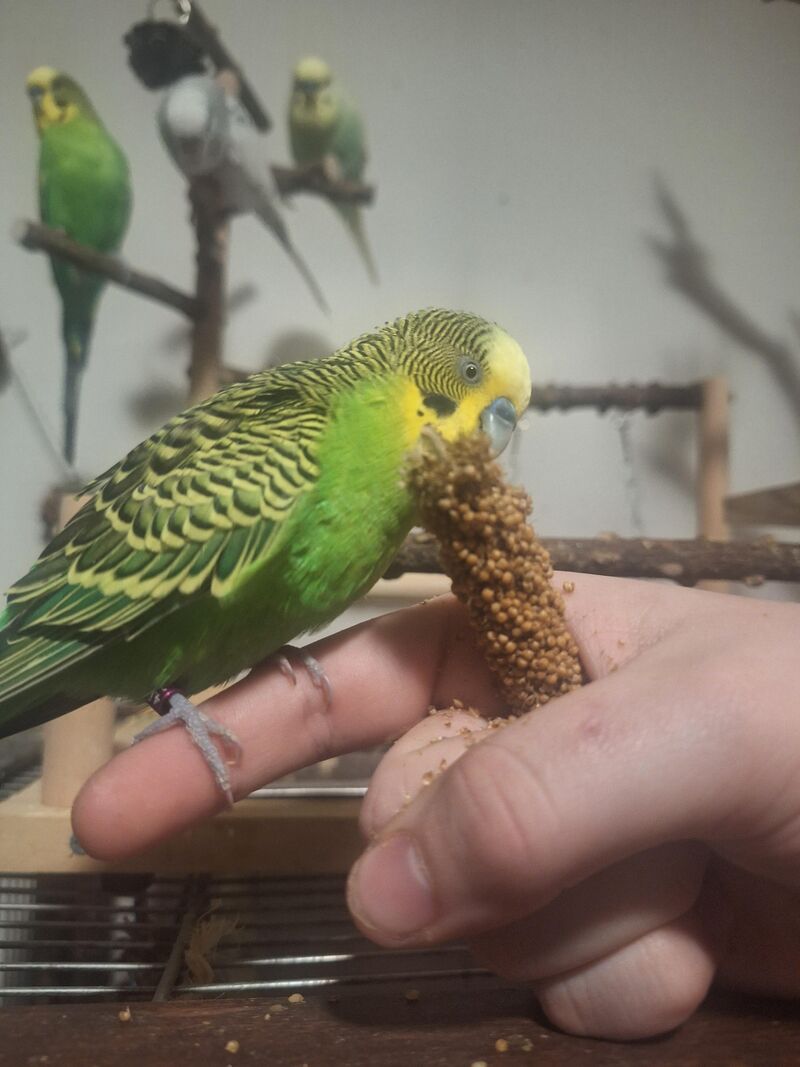 My previously terrified little wallflower is getting comfortable with me (after 2 years) im so proud of him!