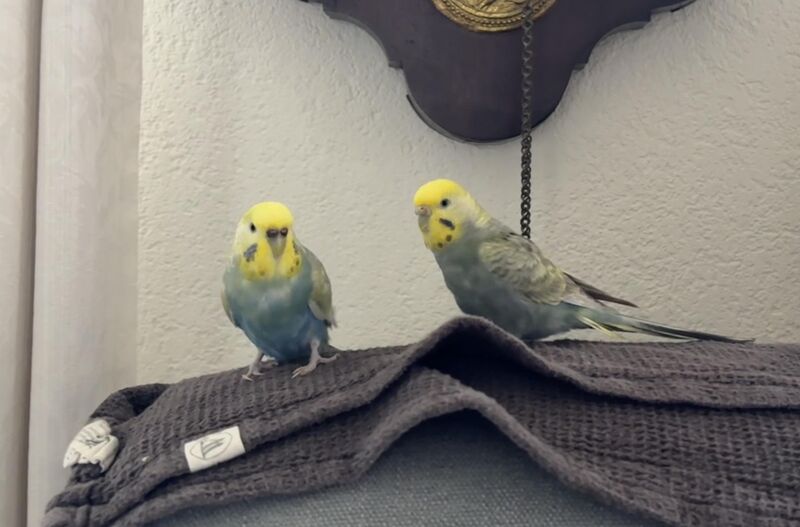 Female or male confirmation?