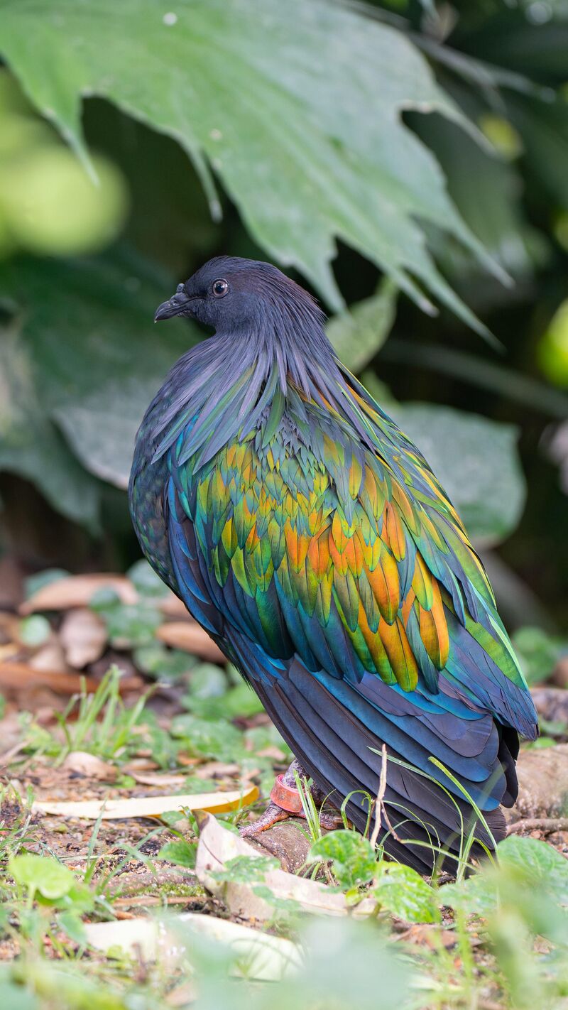 Nicobar Pigeon, Singapore Bird Paradise