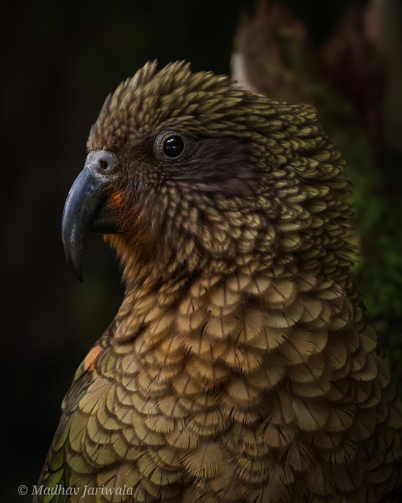 Took this picture of Kea during my trip to New Zealand!