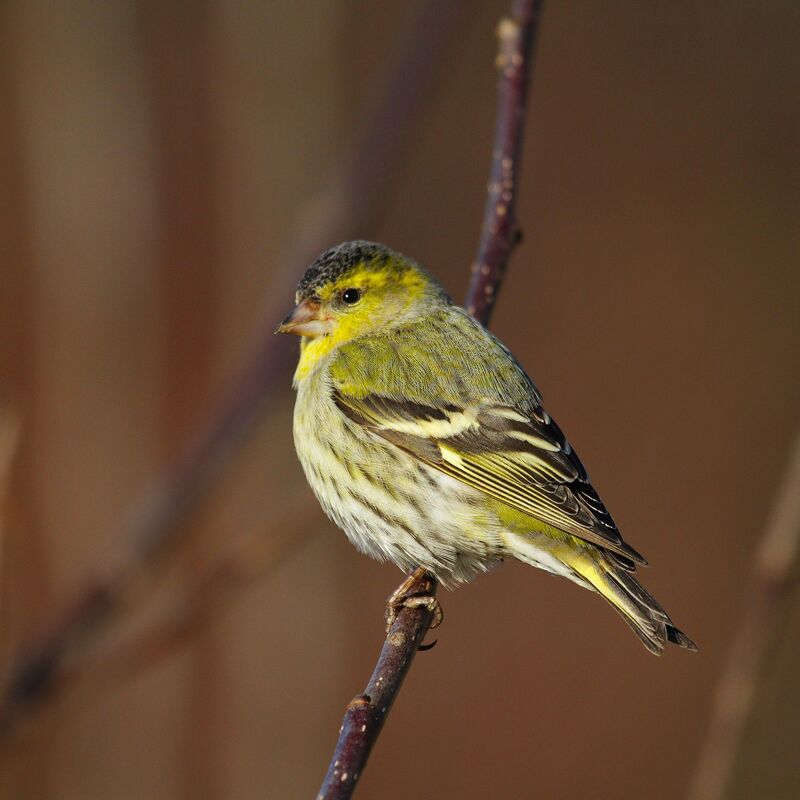 Eurasian Siskin