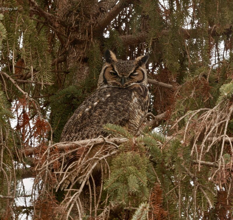 Great Horned Owl.🦉