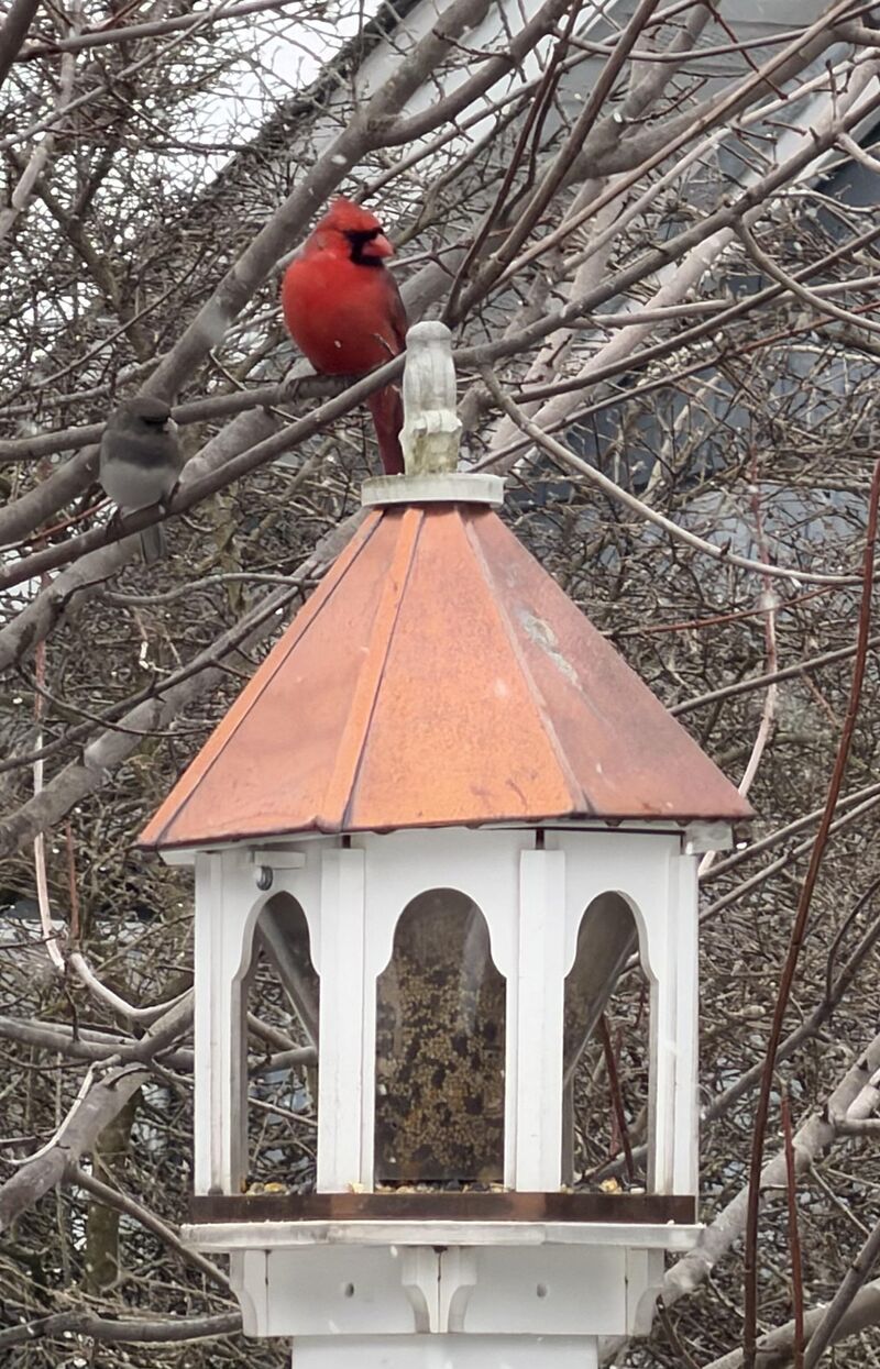 Cardinal and Black Eyed Junco - Calm before the Storm in NJ