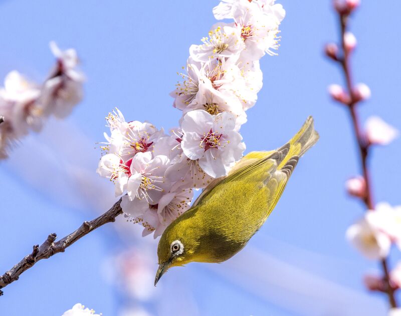 A Japanese warbling white eye enjoying the plum blossoms in full bloom