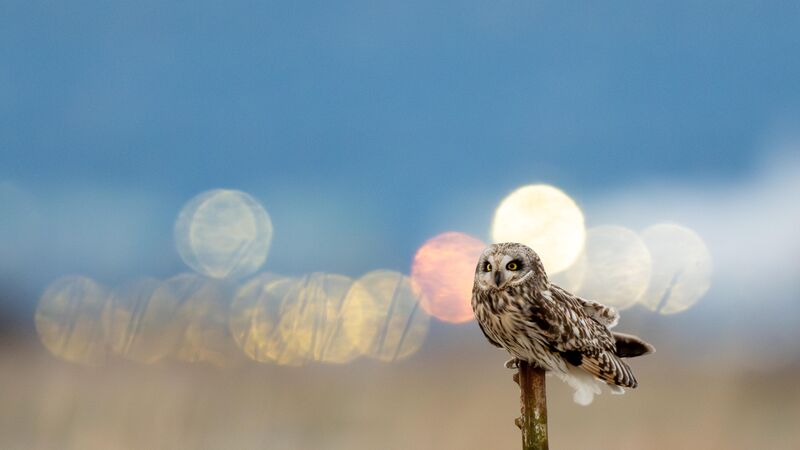 For you Short-eared Owl and Bokeh Ball Fans