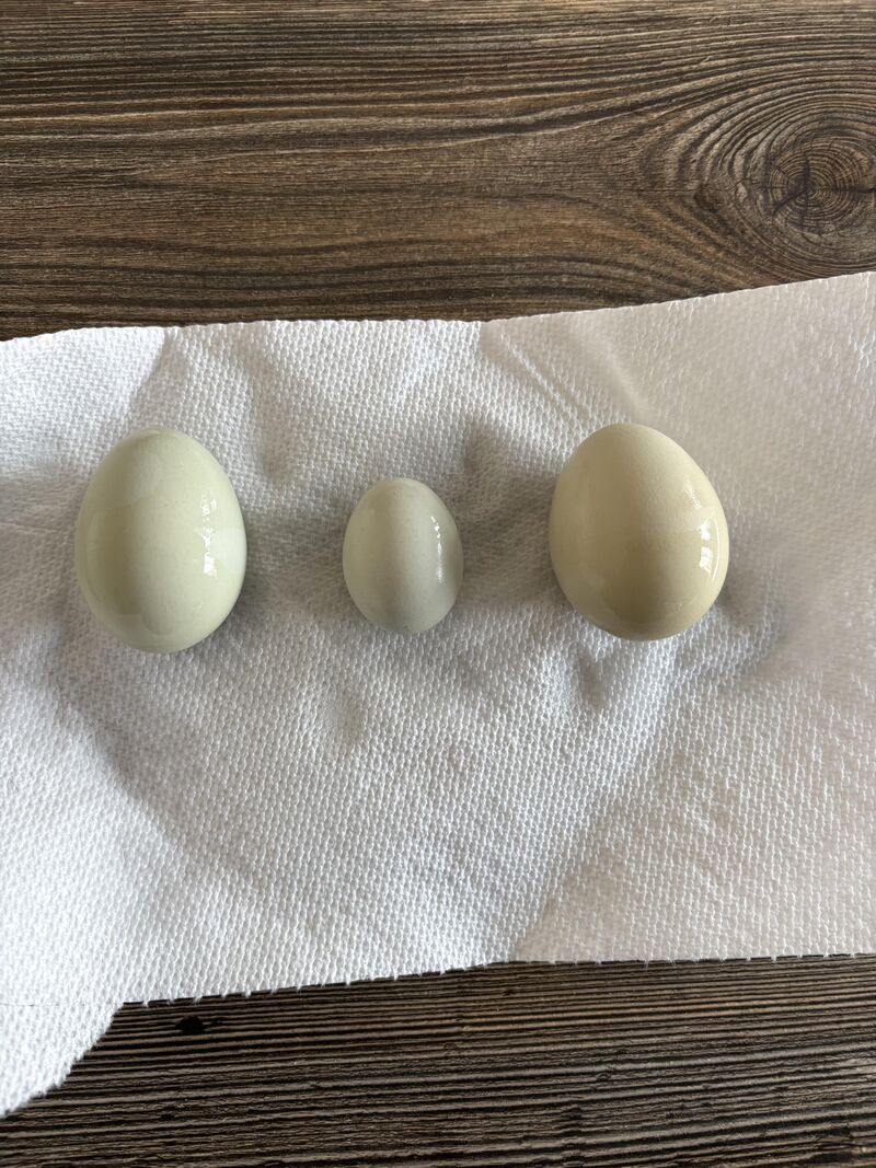 Daphne’s Valentine’s egg