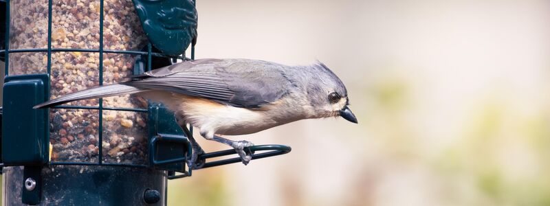 Tufted Titmouse