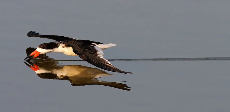 Black Skimmer: This is from the files, it’s not skimmer season here yet but I was thinking about how fun they are to watch.