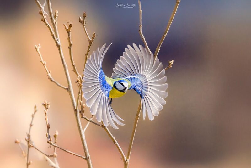 Spesso chi osa prima o poi viene ripagato...
Cinciarella in uno spettacolare volo... ❤🥰🐦