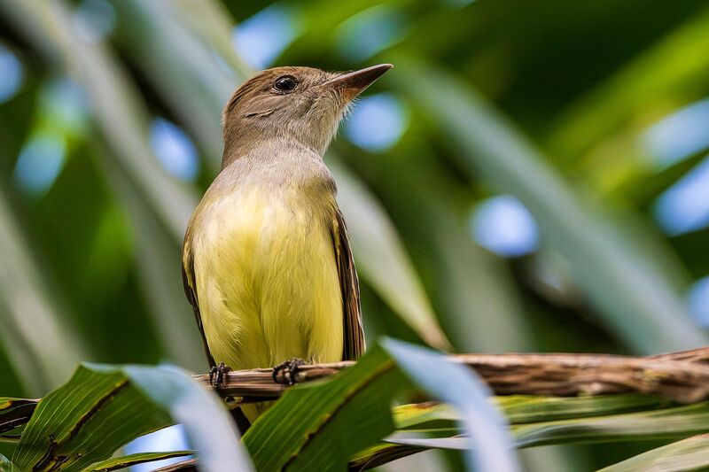 Great Crested Flycatcher (Myiarchus crinitus) Portrait at Fairchild Tropical Garden in February 2026
