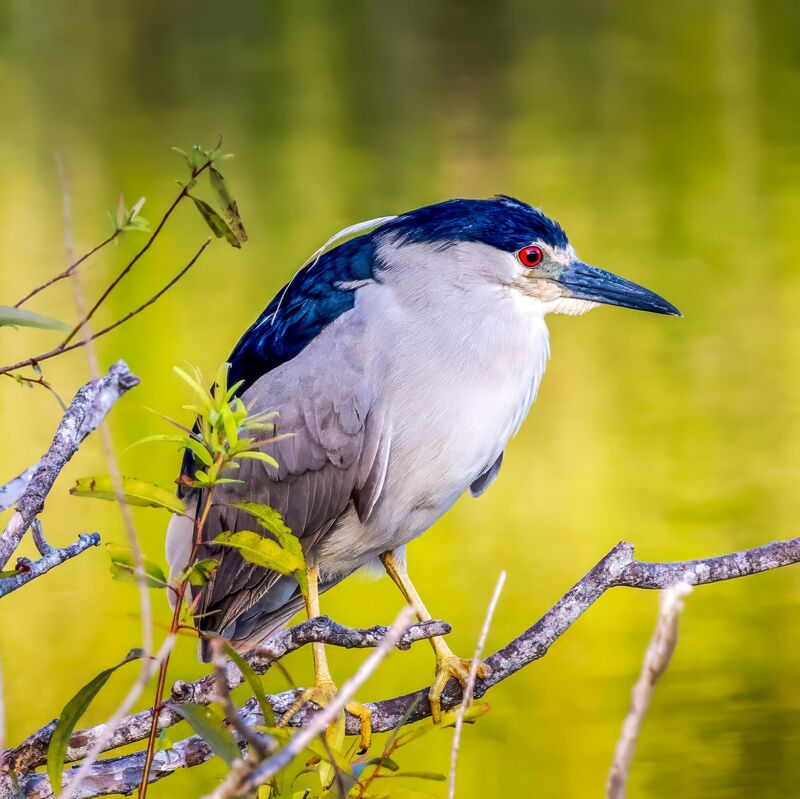 Black-crowned night heron