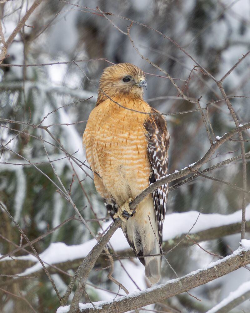 Looking for a snack after the snow storm