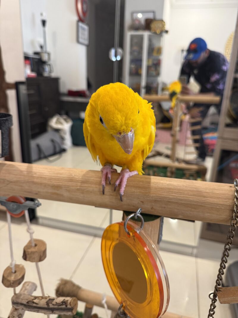 My cute little Queen of Golden Conure!