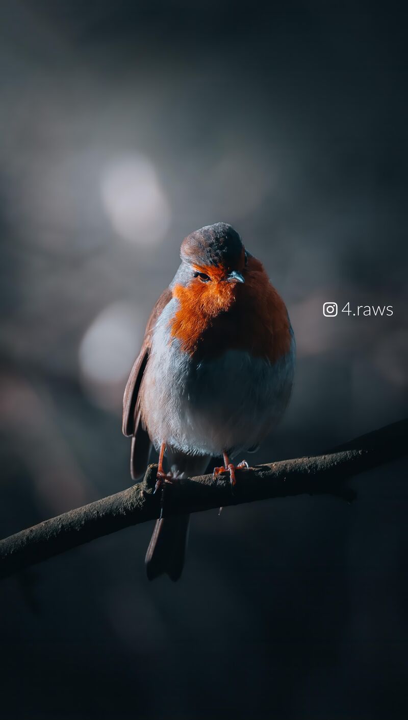 European Robin