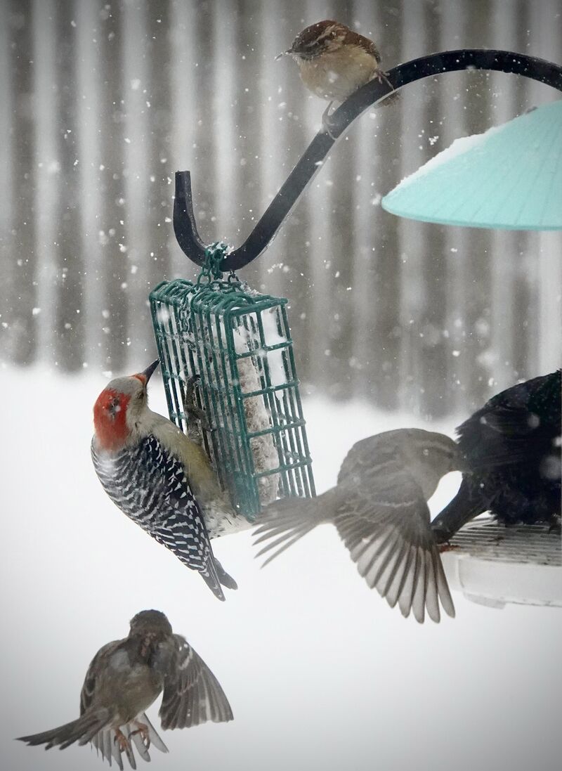 Watching birds in the snow from my cozy window