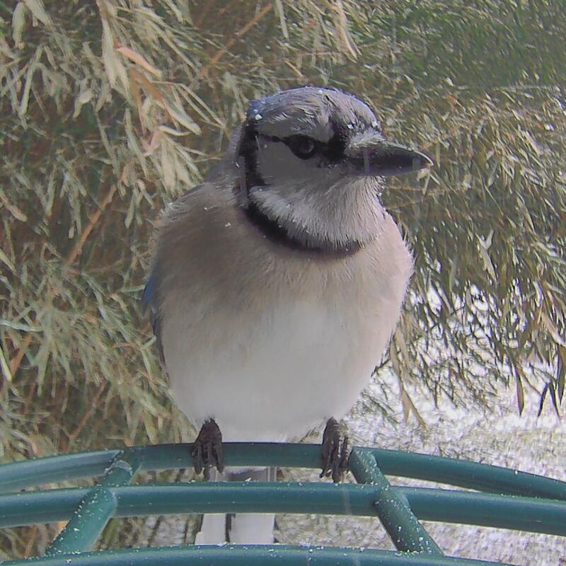 How I feel about the snow returning.