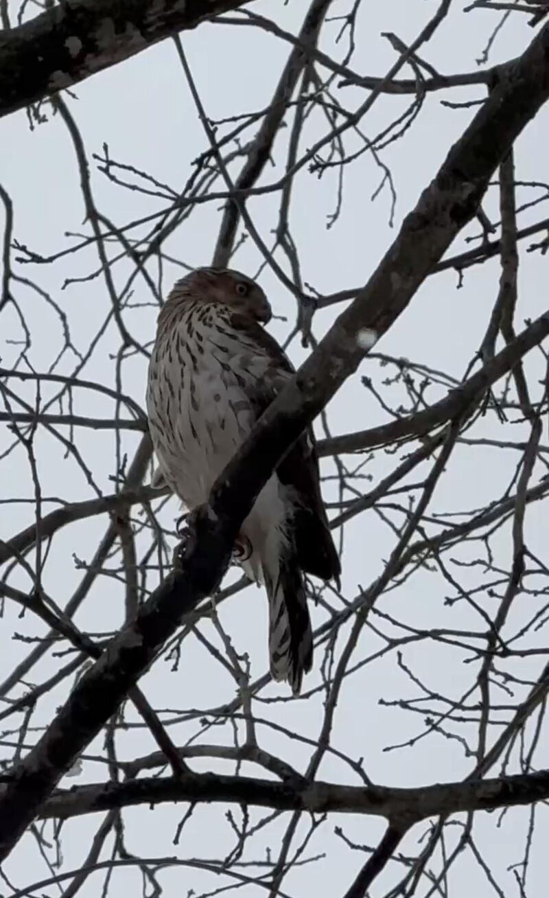 Is this a sharp-shinned hawk or Cooper’s hawk?