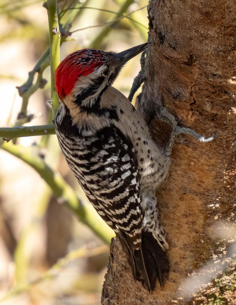 Ladder-backed woodpecker. Tucson, Arizona