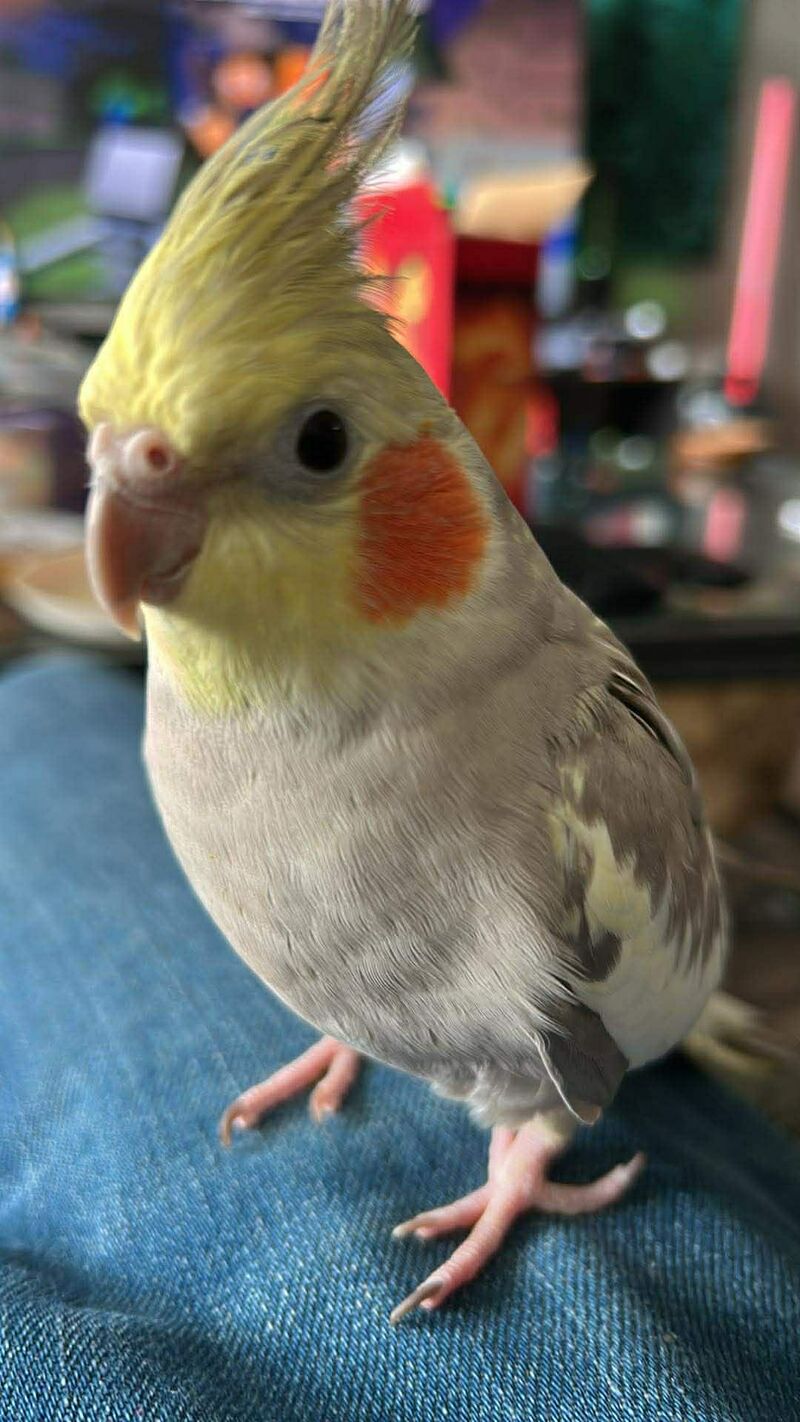 How safe is the vet?