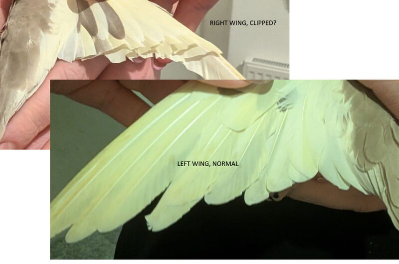 Clipped wing - both or leave?