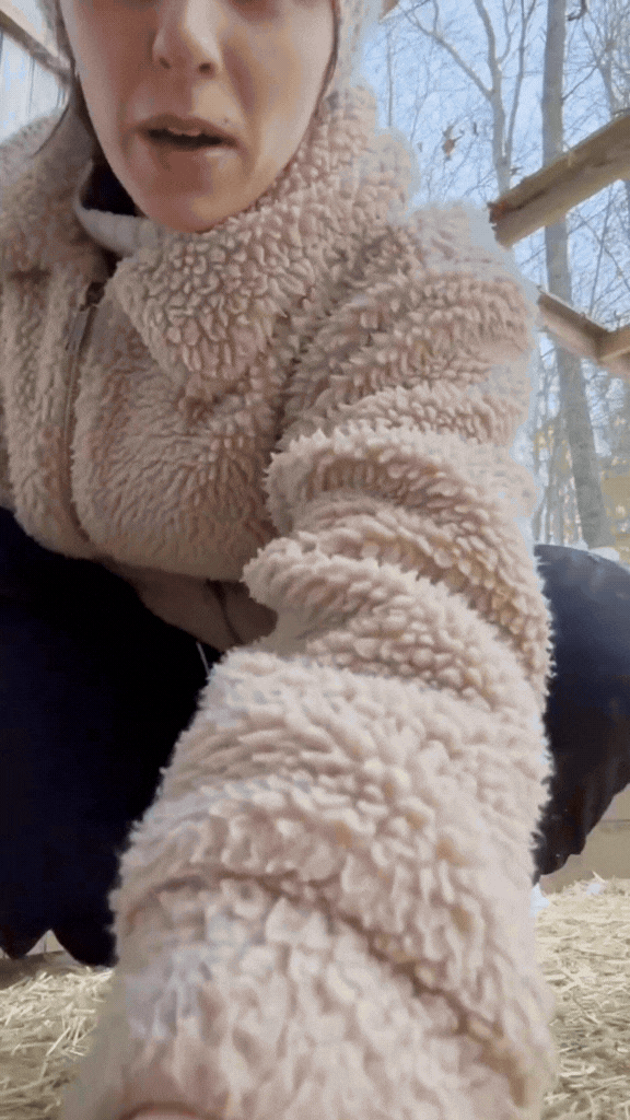 Keep the chickens warm during the cold snowy days