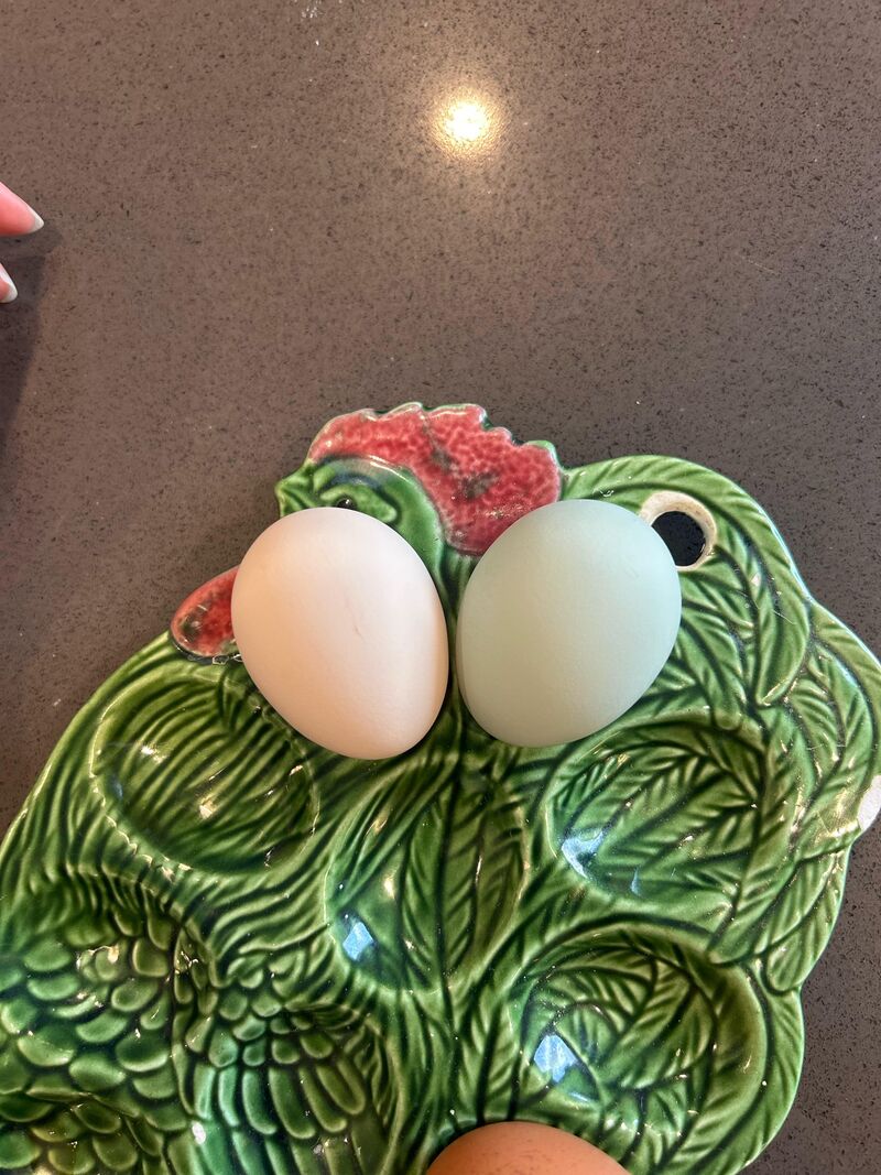 Easter Egger disappointment!