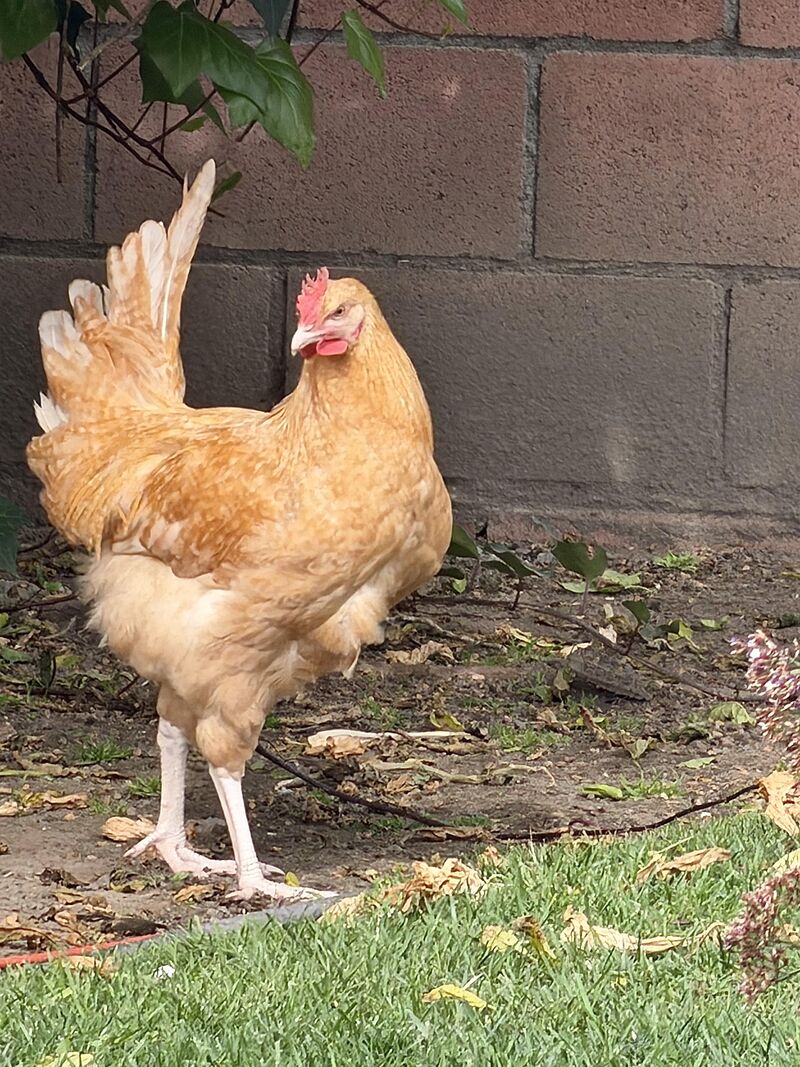 Lost a Hen, only 6  Months old