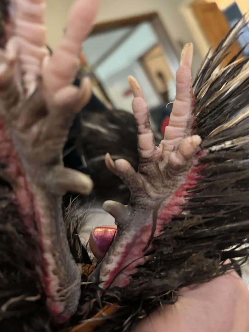 My roo has severally impacted feather ducts & so far nothing is working.