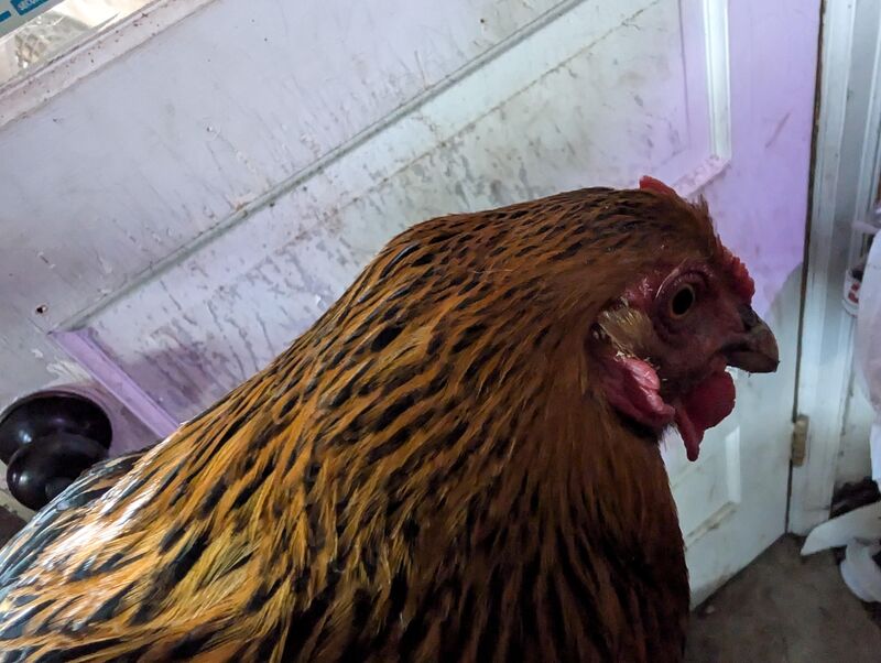 Hard lump on my hens head/neck behind left ear