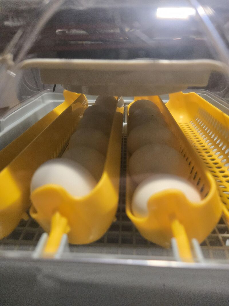 Day 12 of Incubation - I still have 100% success rate!