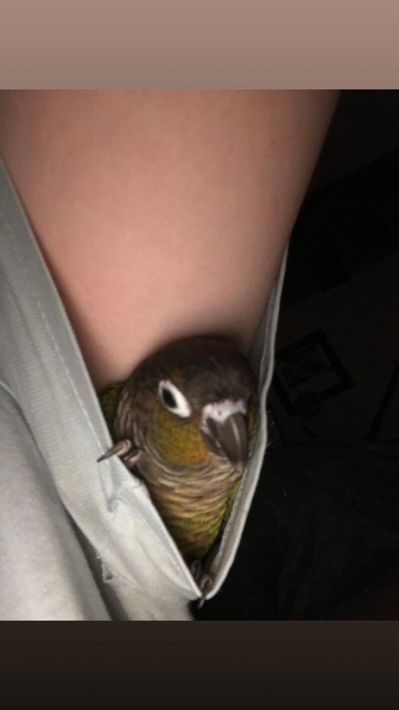 He likes sitting in my armpit, but if I move in any way, I get pinched. 😩😅