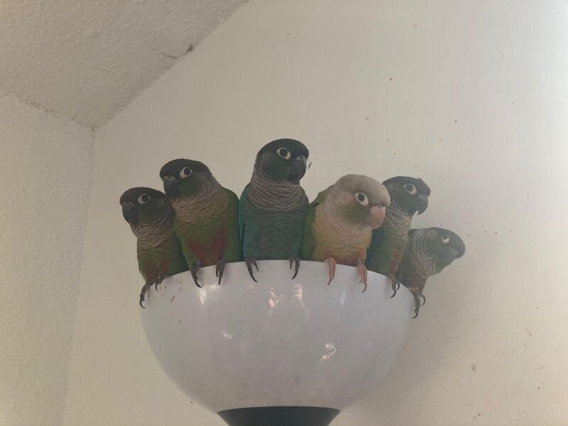 Today's bowl of birbs