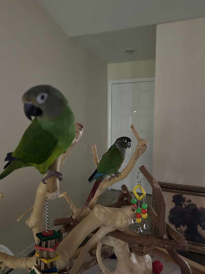 My Conure Boys